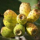 De geneeskracht van cactusvijg