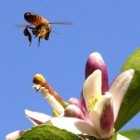 De geneeskracht van bijenpollen