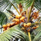 Hoe gezond is kokosolie?