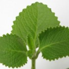 De geneeskracht van vijf-in-één-kruid