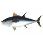 Is tonijn gezond?