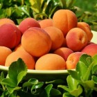 Hoe gezond is de abrikoos?