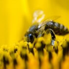 Bijenpollen zijn supergezond en puur natuur