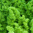 Boerenkool of kale, de supergroente vol met vitaminen