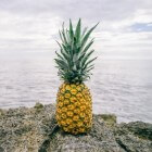 Ananas, zoete lekkernij en geneeskrachtige vrucht
