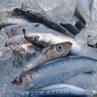 Sardines: gezond voor hart en vaten, huid en immuunsysteem
