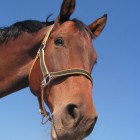Is paardenmelk gezond en werkt het bij psoriasis?