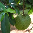 Onbekend fruit: Zuurzak