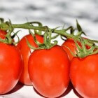 Tomaten: Voordelen voor gezondheid van de groente tomaat