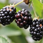Braambessen (bramen): Voordelen voor gezondheid van vruchten