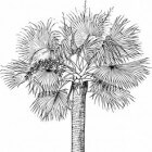 Superfoods: De Açaibes
