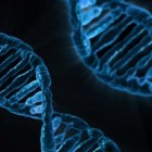 Op weg naar eeuwig leven dankzij telomerase?