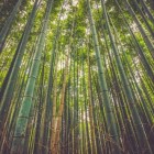 Kleding van bamboe