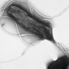 Heliobacter pylori, natuurlijk genezen van de maagduivel