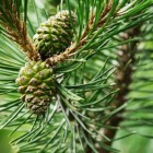 Pine pollen als superfood: de gezondheidsvoordelen