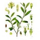Cocaplant is geen cocaïne