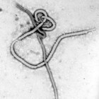 Ebola en Marburg: dodelijke virussen