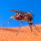 Wat is Dengue of Knokkelkoorts?