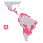 Ziekte van Chagas: symptomen, oorzaak en behandeling