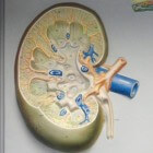 Nieren: nierziekten en nieraandoeningen