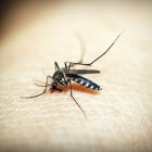 Malaria in Nederland: Kan malaria hier terugkeren?