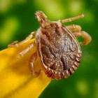 De ziekte van Lyme voorkomen: controleren op teken