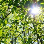 Boomhoroscoop – de linde en de eik