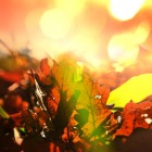 Rood is dé kleur voor je haar deze herfst!