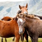 Omgaan met paarden: Pat Parelli en Natural Horsemanship
