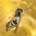 Wat te doen bij een wespensteek