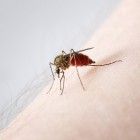 DEET het beste middel tegen muggen