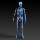 Functies van botten en beenderen