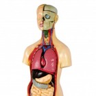 Organen en orgaanstelsel of orgaansysteem