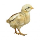 Zijn er risico's en gevaren voor mensen bij vogelgriep H5N8?