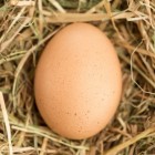 Zwanger en eieren