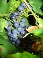 rijpe blauwe druiven