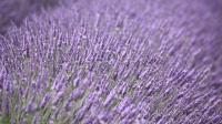 Lavendel geeft rust en ontspant / Bron: DebEditor, Pixabay