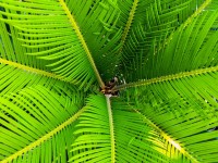 Rode palmolie komt van de oliepalm. / Bron: Josch13, Pixabay