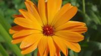 Calendula kenmerkt zich met haar oranje bloemen. / Bron: 422737, Pixabay