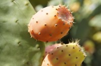 De schil van de cactusvijg zit vol met stekels, waardoor het plukken een zorgvuldig werkje is / Bron: KarelZe, Pixabay