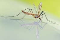 In de Lage Landen zijn muggen ongevaarlijk. Vrouwtjesmuggen steken en veroorzaken muggenbeten. / Bron: ZoranD, Pixabay