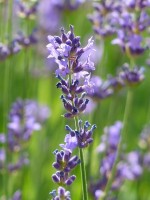 Lavendel werkt erg ontspannend. / Bron: Hans, Pixabay