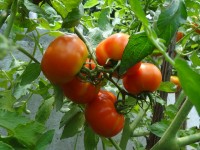 Met verse tomaten kan gezonde pastasaus worden gemaakt / Bron: Ajmalavanix, Pixabay