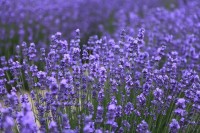Lavendel / Bron: JohnBIAN, Pixabay