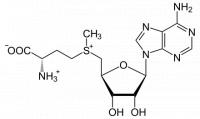 Structuur van S-Adenosyl-L-methionine / Bron: NEUROtiker, Wikimedia Commons (Publiek domein)