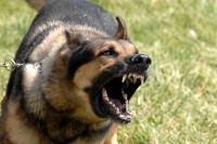 Een hond kan angstige gevoelens bij een baby veroorzaken / Bron: Josh Plueger, Wikimedia Commons (Publiek domein)