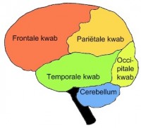 Hersenen / Bron: MethoxyRoxy, Wikimedia Commons (Publiek domein)