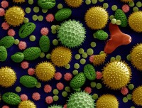 Verschillende soorten pollen onder elektronenmicroscoop / Bron: Dartmouth Electron Microscope Facility, Wikimedia Commons (Publiek domein)