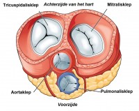 Anatomie hart met hartkleppen / Bron: OpenStax College, Wikimedia Commons (CC BY-3.0)