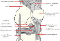 Schematische weergave anatomie knie / Bron: Publiek domein, Wikimedia Commons (PD)